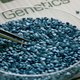 Seeds of hybrid cherry tomatoes at Hazera Genetics laboratory, Israel. Photo: Getty